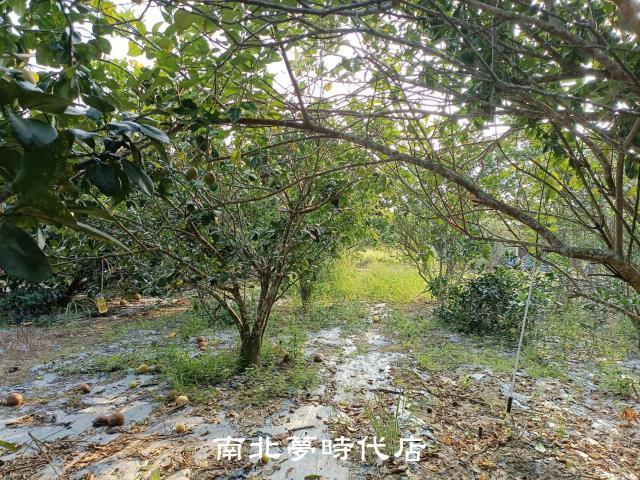 左鎮農地-3