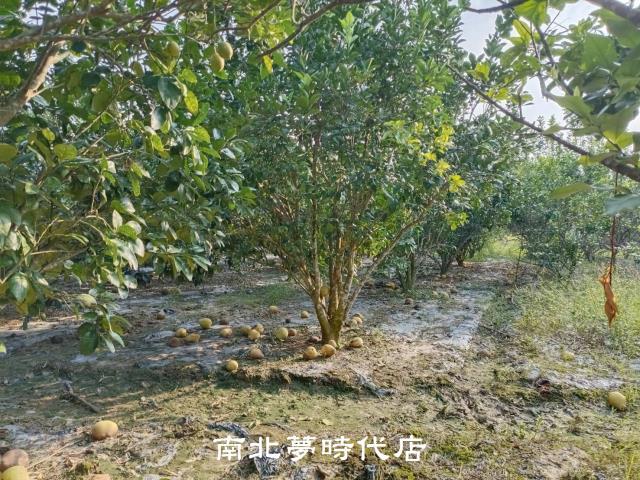 左鎮農地-4