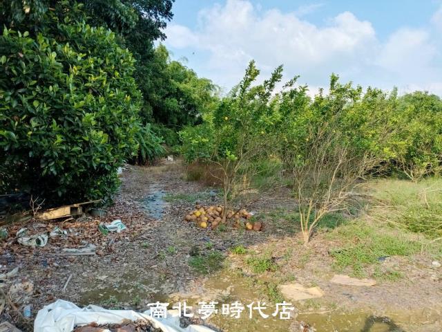 左鎮農地-7