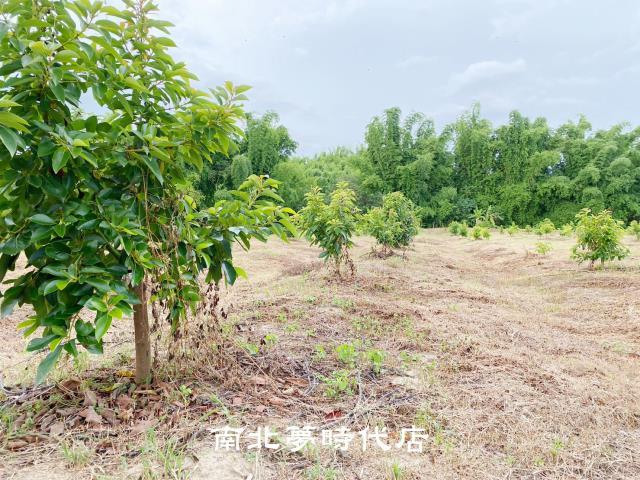 台南左鎮農地-6