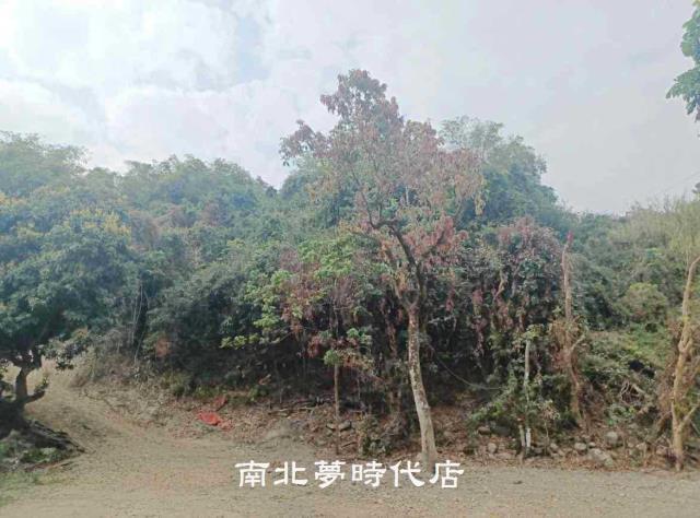 高雄農地建地-4