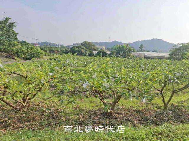 台南楠西農地-4