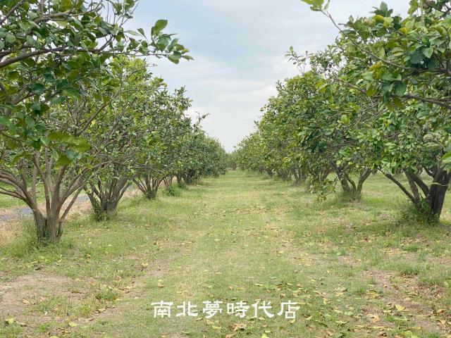 台南麻豆農地-3