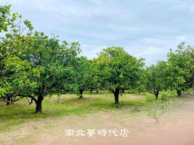 麻豆農地-2