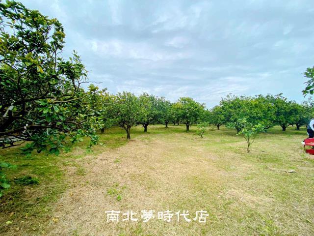 麻豆農地-5