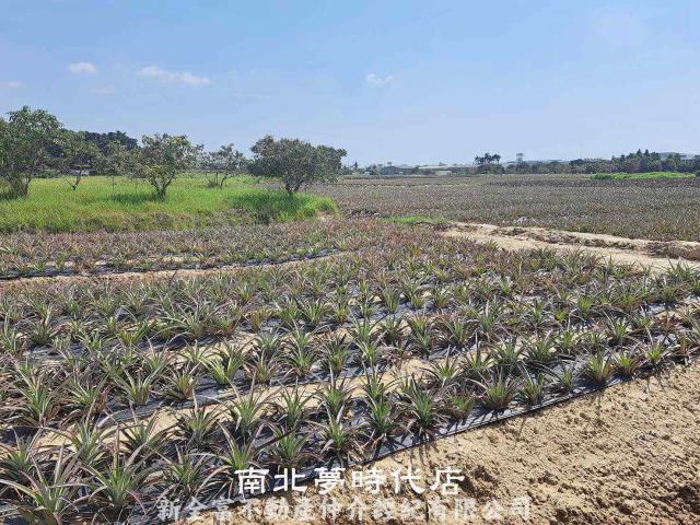關廟農地-4