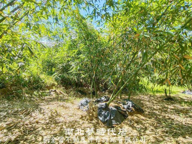 左鎮農地-6